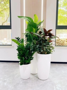 想了解宁波绿化修剪价格？这些信息别错过！